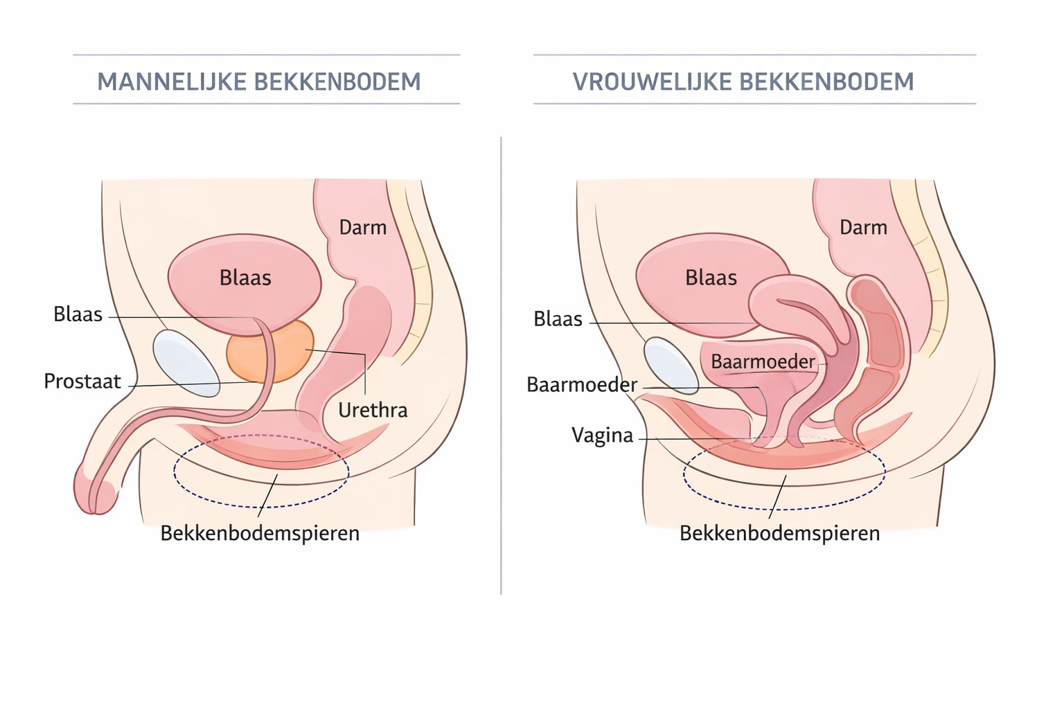 Informatieve afbeelding over hoe een goede bekkenbodem helpt tegen pijn bij het vrijen bij zowel vrouwen als mannen